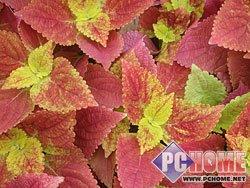 精致小巧时尚卡片DC索尼T500详细评测(7)