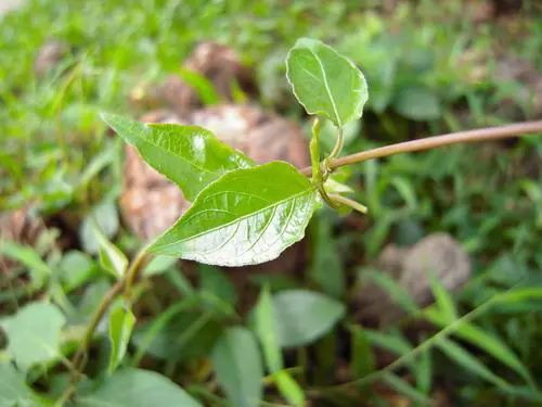 高速响应时尚DC四倍光变尼康S620评测(6)