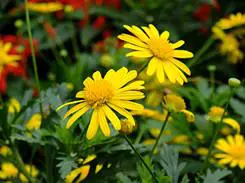 灵活多变全能相机富士F200EXR功能评测(12)