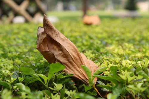 以画质取胜入门单反佳能1000D深度评测(18)