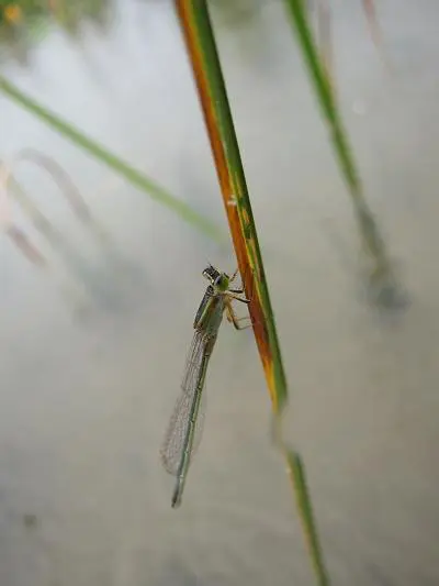 压倒性长焦力量20倍光变佳能SX10IS评(7)