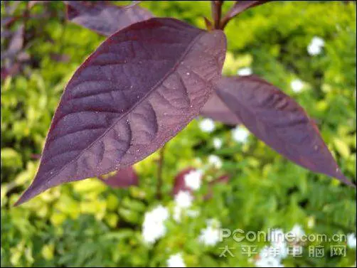 秀外慧中的选择尼康便携S710综合评测(11)