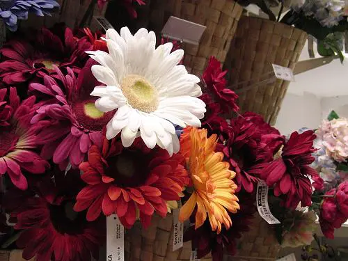 30张每秒高速连拍卡西欧长焦FC100评测(5)