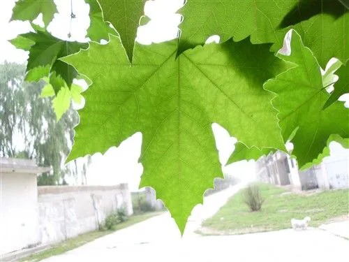 不仅是配置强大 明基卡片机T1260评测