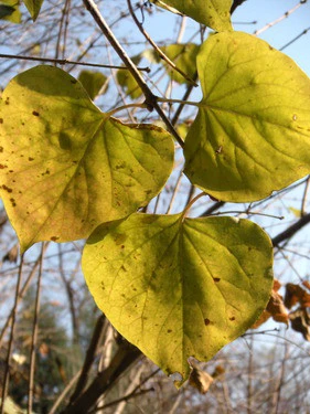 s60的第五期评测 