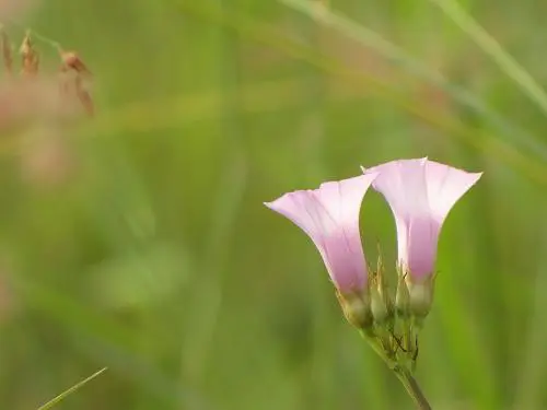 压倒性长焦力量20倍光变佳能SX10IS评(7)