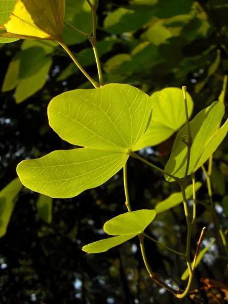 乐趣触摸拍摄体验3寸大屏明基T850评测(11)