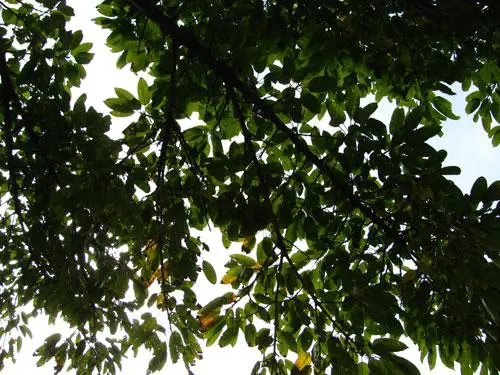 实用长焦再升级佳能SX110IS功能评测(12)