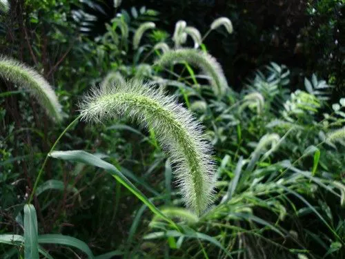 不仅是配置强大 明基卡片机T1260评测