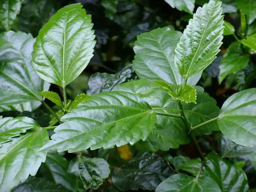 灵活多变全能相机富士F200EXR功能评测(11)