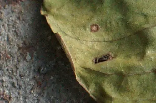 最高像素全画幅单反索尼α900详尽评测(13)