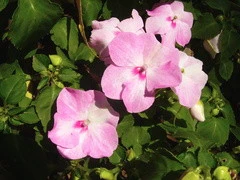 24K镀金打造 高清闪存DV<a class=a_key target=_blank href=http://price.sosol.com.cn/pri_list_brand_1918.html>三星</a> HMX08评测 