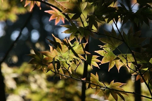 出色1500万像素 佳能50D国外评测样片