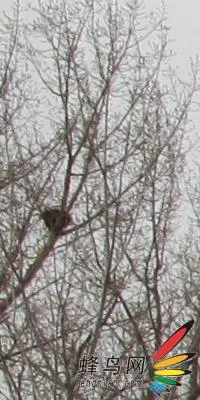 副厂镜头不副适马24-70F/2.8HSM评测(7)