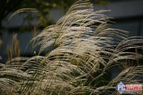 走向高端索尼首款全画幅单反α900评测(20)