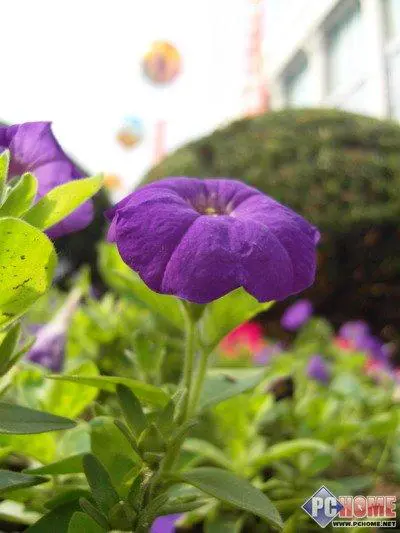 LCD触摸屏幕高端品质三星NV100HD评测(6)