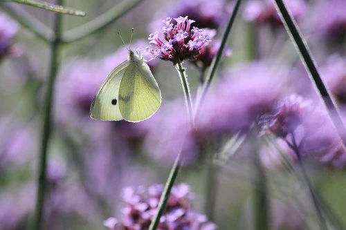 出色1500万像素 佳能50D国外评测样片