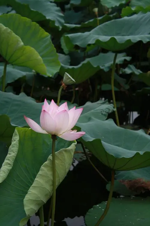 以画质取胜入门单反佳能1000D深度评测(16)