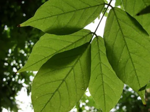 智能高清入门级便携小长焦索尼H20评测(6)