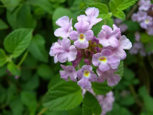 顶级全手动消费旗舰尼康高端P6000评测(13)