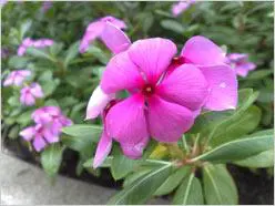 N系列直板王诺基亚N79与N82对比评测(8)