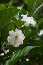 以画质取胜入门单反佳能1000D深度评测(6)