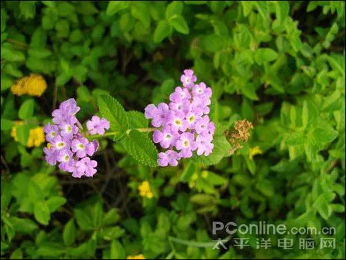 宾得e60评测样张 宾得e60评测样张