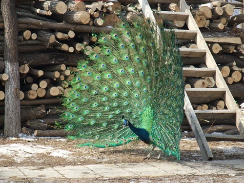 口袋中的高画质DC 富士F200EXR评测首发 