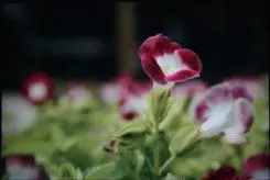 以画质取胜入门单反佳能1000D深度评测(11)