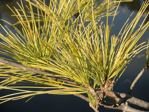 s60的第五期评测 