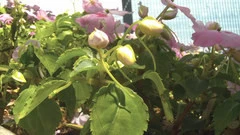 24K镀金打造 高清闪存DV<a class=a_key target=_blank href=http://price.sosol.com.cn/pri_list_brand_1918.html>三星</a> HMX08评测 