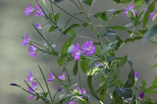 出色1500万像素 佳能50D国外评测样片