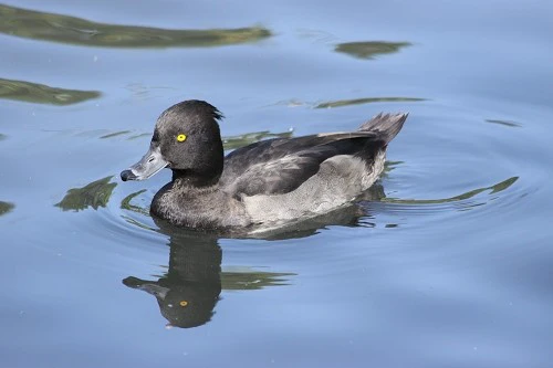 出色1500万像素 佳能50D国外评测样片