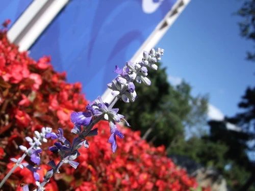 第七代Super CCD 富士高性价比F60fd评测 