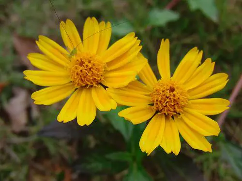 30张每秒高速连拍卡西欧长焦FC100评测(5)