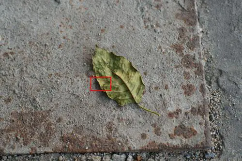 最高像素全画幅单反索尼α900详尽评测(13)