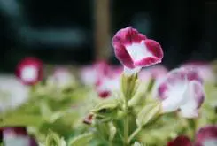 以画质取胜入门单反佳能1000D深度评测(11)