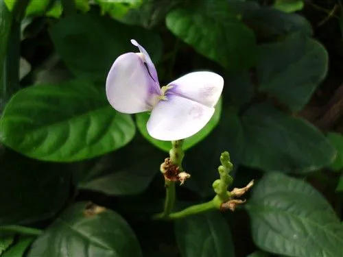 不仅是配置强大 明基卡片机T1260评测