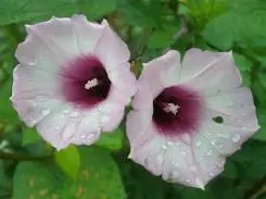 朴实无华5倍光变奥林巴斯FE-370评测(14)