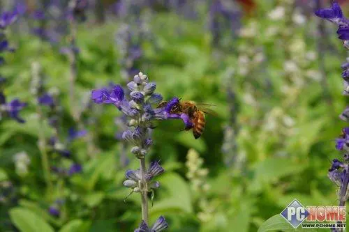 走向高端索尼首款全画幅单反α900评测(21)