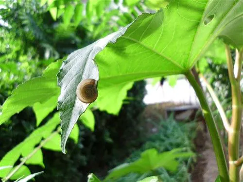 不仅是配置强大 明基卡片机T1260评测