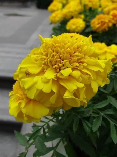 30张每秒高速连拍卡西欧长焦FC100评测(5)