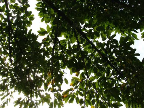 实用长焦再升级佳能SX110IS功能评测(12)