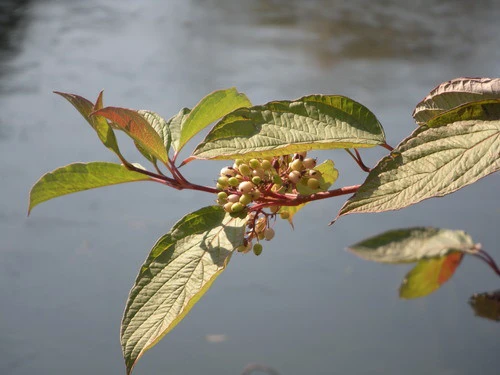 s60的第五期评测 