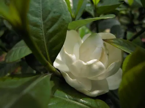 高速响应时尚DC四倍光变尼康S620评测(5)