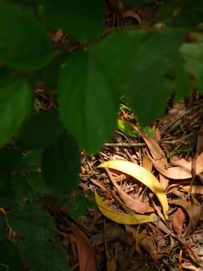 实用度继续上升25mm广角松下FX38评测(7)