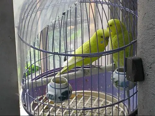 实用长焦再升级佳能SX110IS功能评测(11)