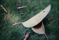 以画质取胜入门单反佳能1000D深度评测(11)