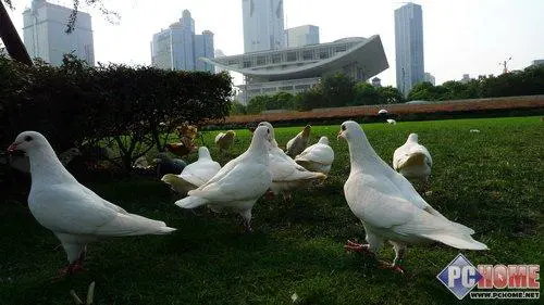 卡片机之王旗舰级松下LX3详尽评测报告(17)