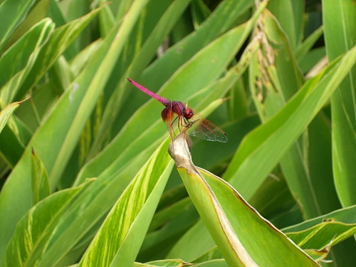 三星NV100HD评测 三星NV100HD评测